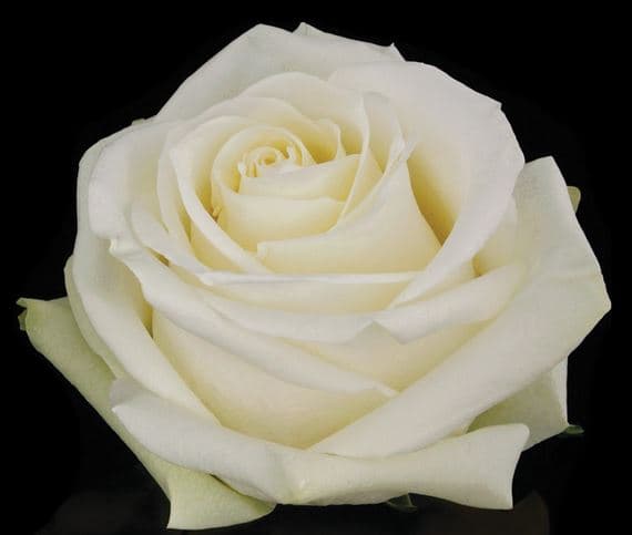Fresh Cut ROSES WHITE PLAYA BLANCA 50CM 100-0022