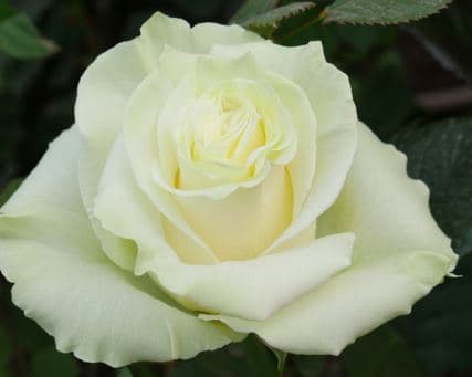 Fresh Cut ROSES WHITE MOONDIAL 60CM 100-0026