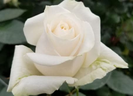 Fresh Cut ROSES IVORY VENDELA 100-0030
