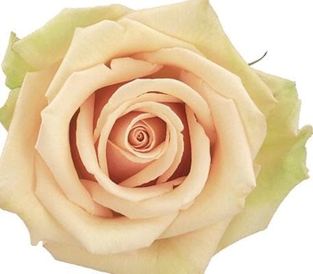 Fresh Cut ROSES QUICKSAND 100-0049