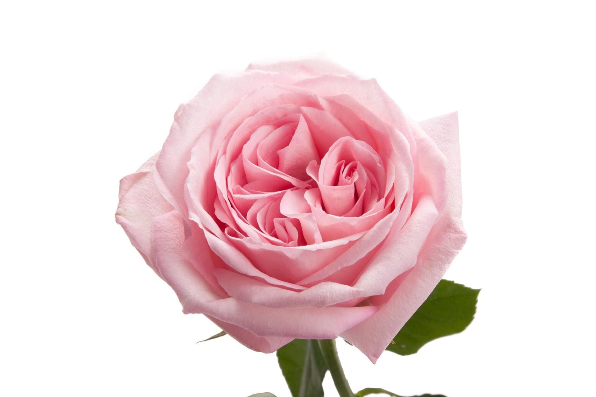 Fresh Cut ROSES GARDEN PINK O'HARA 100-0052