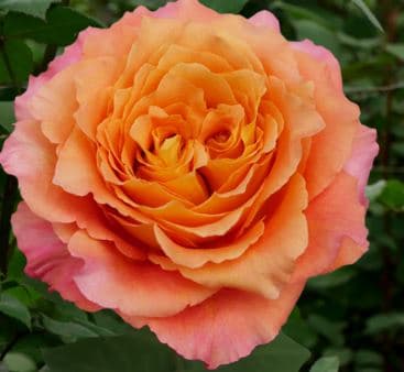 Fresh Cut ROSES FREE SPIRIT 100-0056