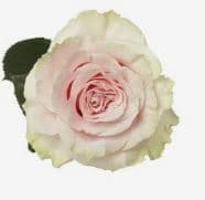 Fresh Cut ROSES PINK MONDIAL 100-0064