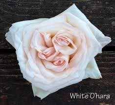 Fresh Cut ROSES GARDEN WHITE O'HARA 100-0066
