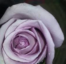 Fresh Cut ROSES OCEAN SONG 50CM 100-0078