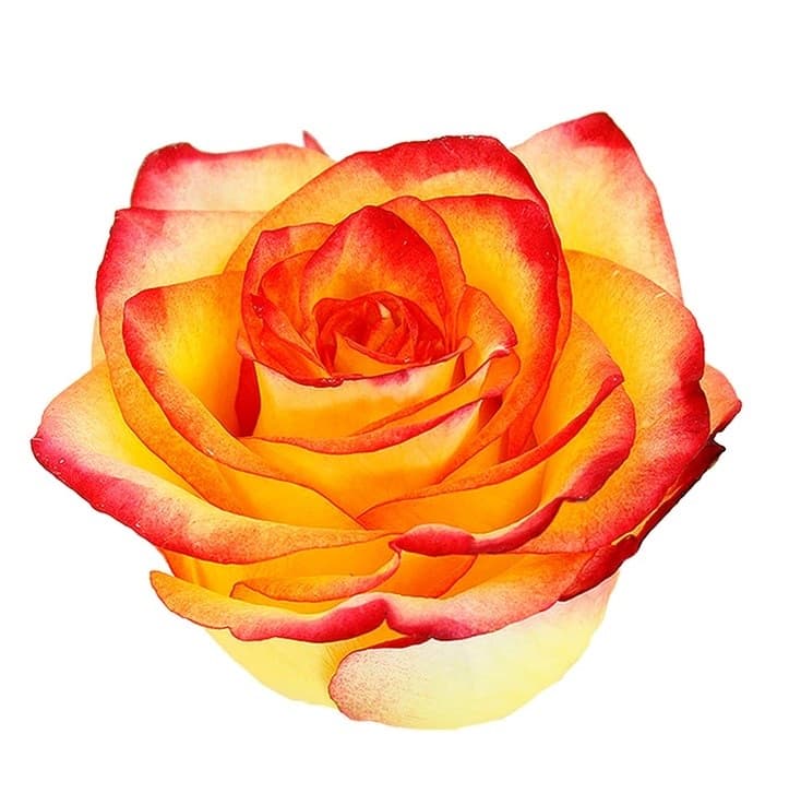Fresh Cut ROSES HIGH & MAGIC 50CM 100-0098
