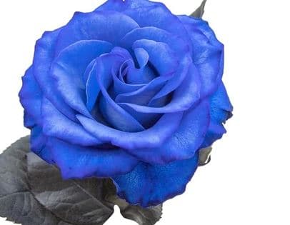 Fresh Cut ROSES BLUE TINTED 100-0103