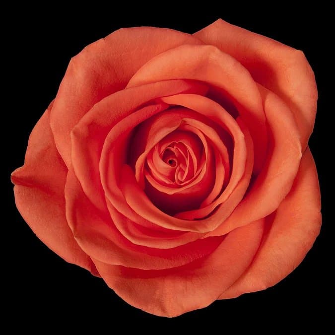 Fresh Cut ROSES ORANGE CRUSH 50CM 100-0104