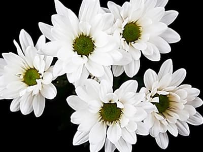 Fresh Cut POMP DAISY WHITE 116-0001