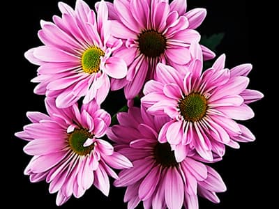 Fresh Cut POMP DAISY LAVENDER 116-0002