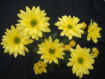 Fresh Cut POMP DAISY YELLOW 116-0003