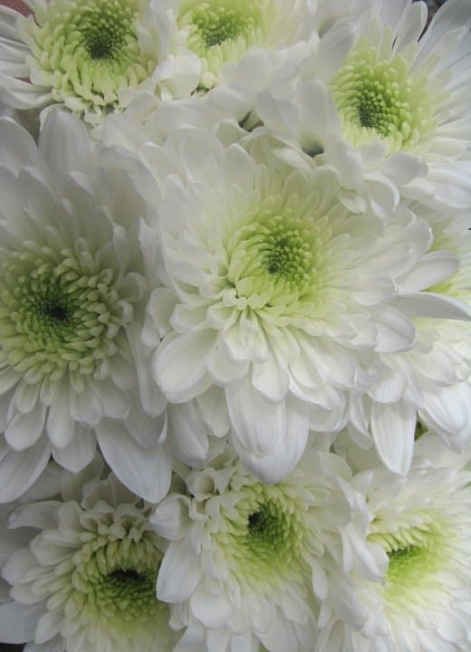 Fresh Cut POMP CUSHION WHITE 116-0005