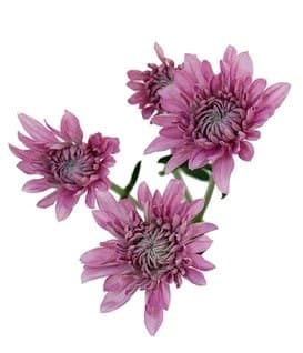Fresh Cut POMP CUSHION LAVENDAR 116-0006