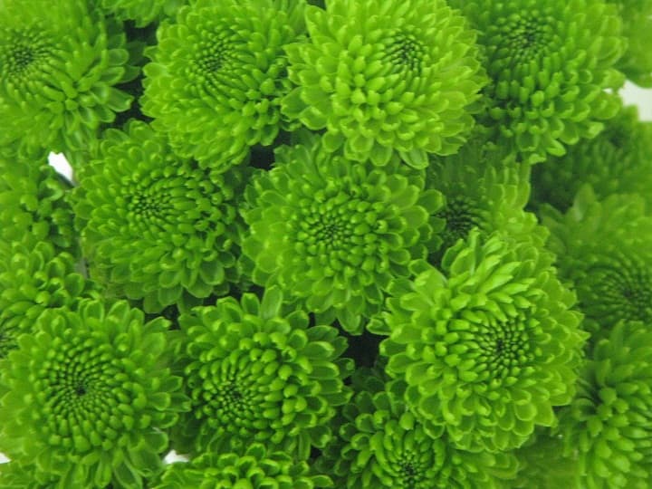 Fresh Cut POMP BUTTON GREEN 116-0017