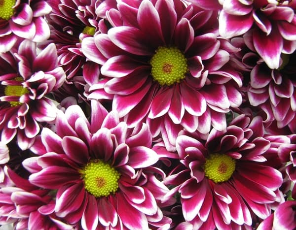 Fresh Cut POMP DAISY ORINOCO 116-0037