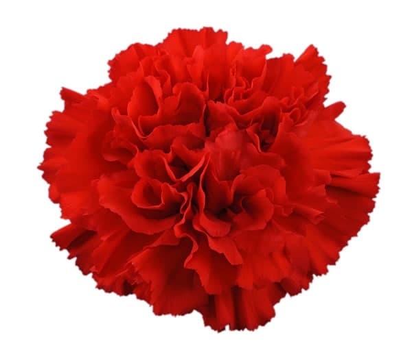 Fresh Cut CARNATION RED SELECT 121-0001