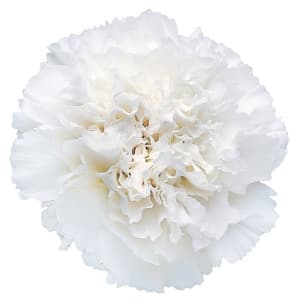 Fresh Cut CARNATION WHITE SELECT 121-0002