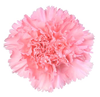 Fresh Cut CARNATION PINK SELECT 121-0003