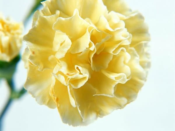 Fresh Cut CARNATION YELLOW CANDY SELEC 121-0005