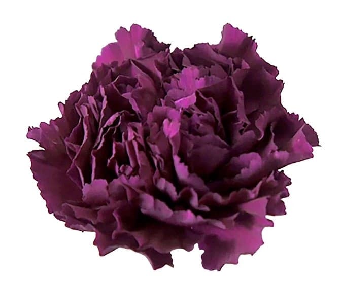 Fresh Cut CARNATION PURPLE SELECT 121-0007