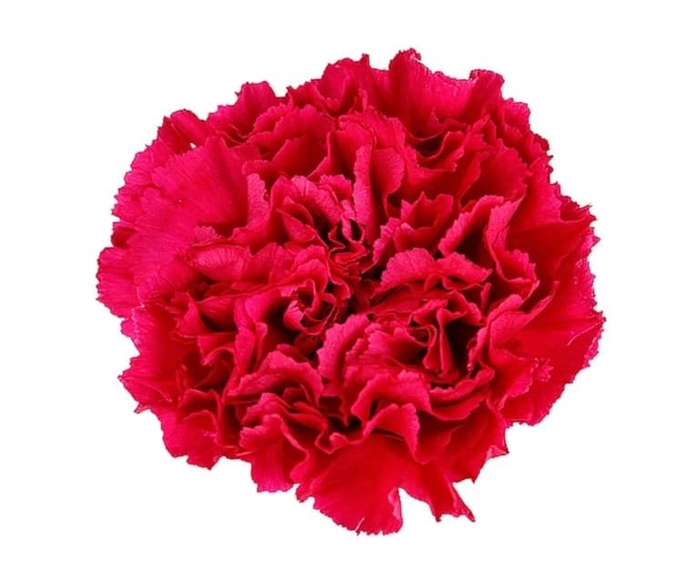 Fresh Cut CARNATION HOT PINK SELECT 121-0008