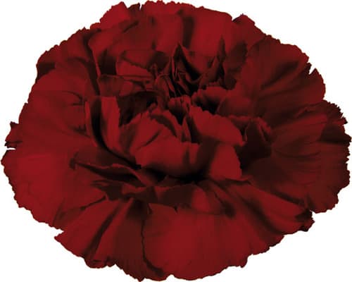Fresh Cut CARNATION BURGANDY SELECT 121-0011