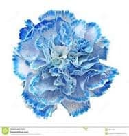 Fresh Cut CARNATION BLUE TINT SELECT 121-0017