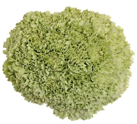 Fresh Cut CARNATION GREEN SELECT 121-0019