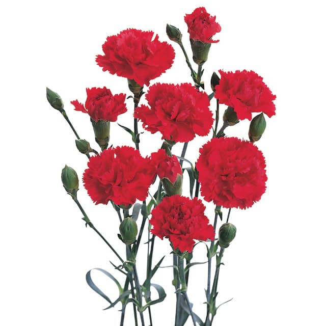 Fresh Cut MINI CARNATION RED 126-0001