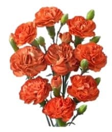Fresh Cut MINI CARNATION ORANGE SA 126-0006