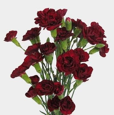 Fresh Cut MINI CARNATION BURGANDY 126-0011