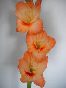 Fresh Cut GLADIOLUS ORANGE CALIFORNIA 131-0003