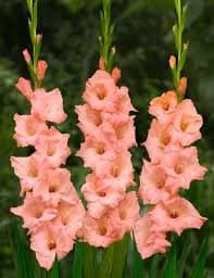 Fresh Cut GLADIOLUS PEACH CALIFORNIA 131-0005