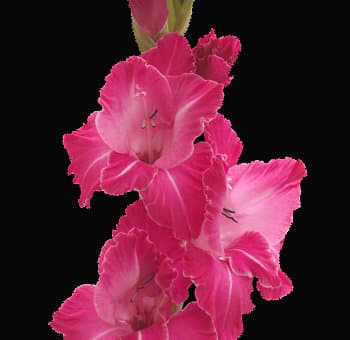 Fresh Cut GLADIOLUS HOT PINK CALIFORNIA 131-0006