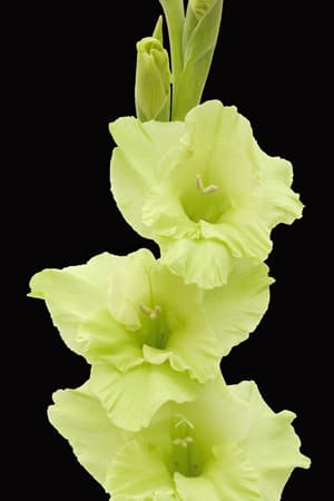 Fresh Cut GLADIOLUS GREEN CALIFORNIA 131-0011