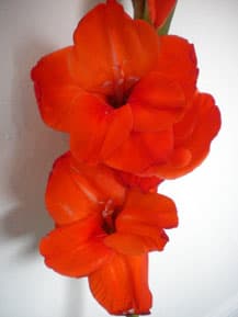 Fresh Cut GLADIOLUS RED FLORIDA 131-0012