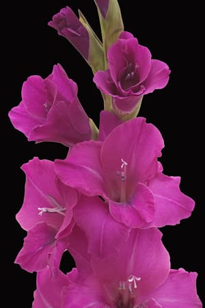 Fresh Cut GLADIOLUS PURPLE FLORIDA 131-0019