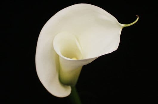 Fresh Cut CALLA OPEN CUT 135-0003