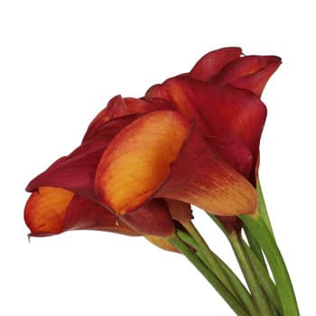 Fresh Cut CALLA MINI ORANGE 135-0006