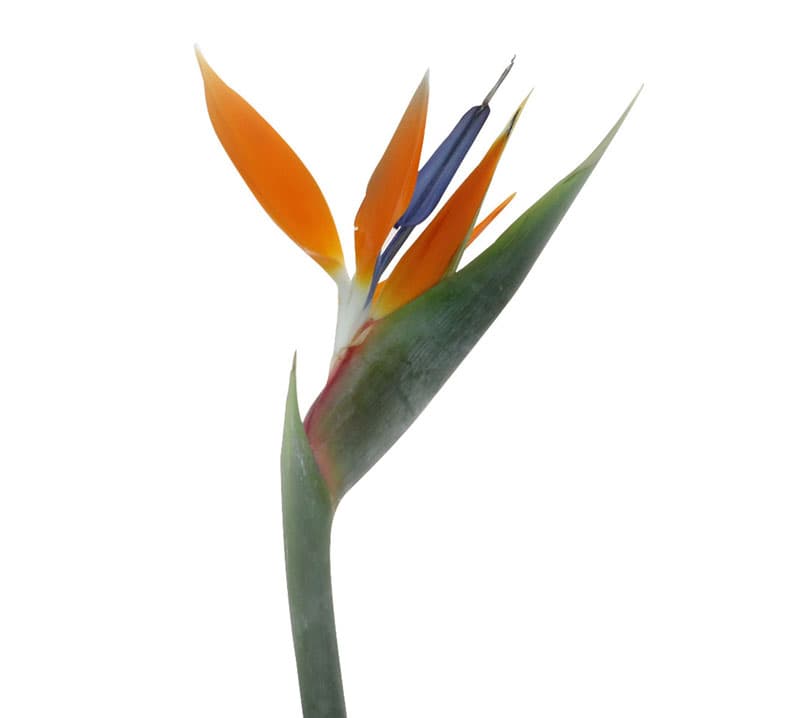 Fresh Cut BIRDS OF PARADISE 137-0001
