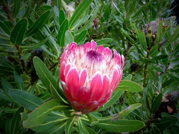 Fresh Cut PROTEA PINK ICE 140-0002