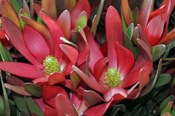 Fresh Cut PROTEA BURG SAFARI SUNSET 140-0008