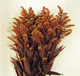 Fresh Cut SOLIDAGO GOLD RUST 152-0003