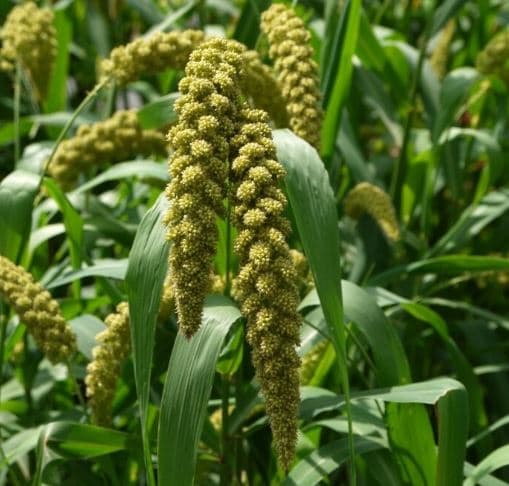 Fresh Cut MILLET 155-0006