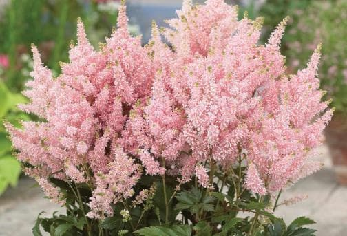 Fresh Cut ASTILBE PINK CALIFORNIA 156-0001