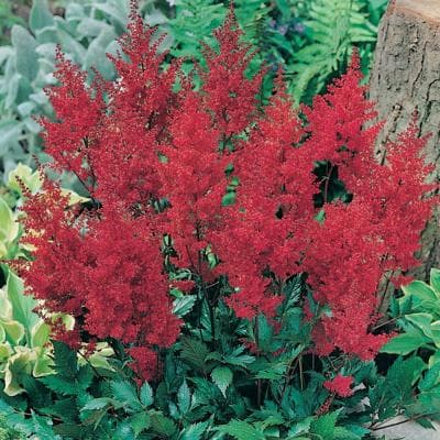 Fresh Cut ASTILBE RED CALIFORNIA 156-0007