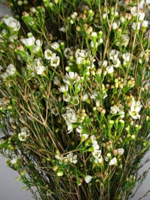 Fresh Cut WAXFLOWER WHITE 160-0003