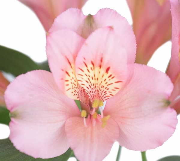 Fresh Cut ALSTROEMERIA PINK 164-0002