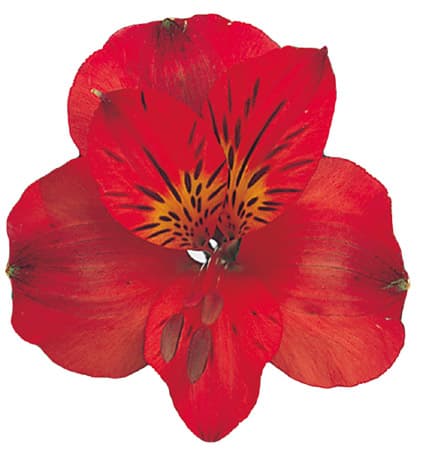Fresh Cut ALSTROEMERIA RED 164-0003