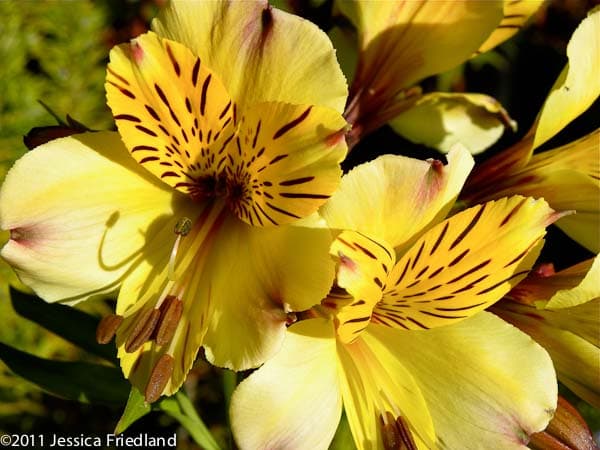 Fresh Cut ALSTROEMERIA YELLOW 164-0004